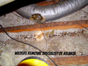 Rat Infestation Attic | Wildlife Control Specialist of Atlanta Rat Infestation