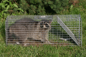 Trapped Raccoon