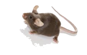 Mice or Rat Removal