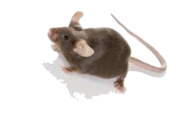 Mice or Rat Removal