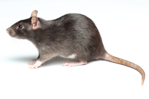 Rat