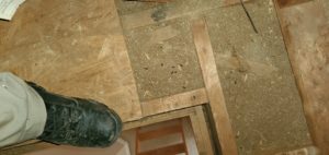 Rat Feces In The Attic