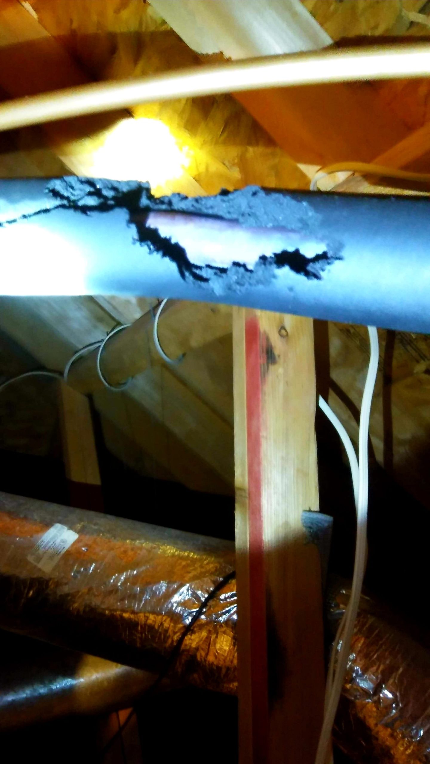 Chewed insulation on piping