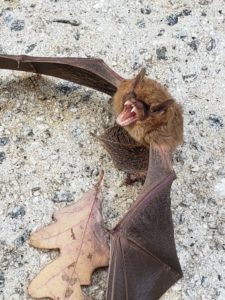 Closeup of a bat